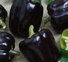 Bell Pepper Chornyy Kon
